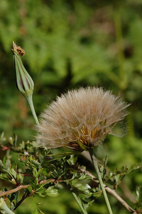 Goatsbeard seedhead