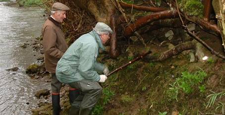 Gordon showing otter site under tree roots