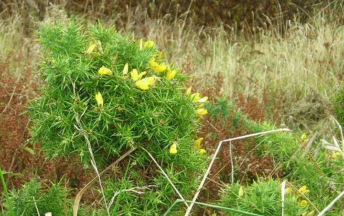 Gorse Ulex europeaus