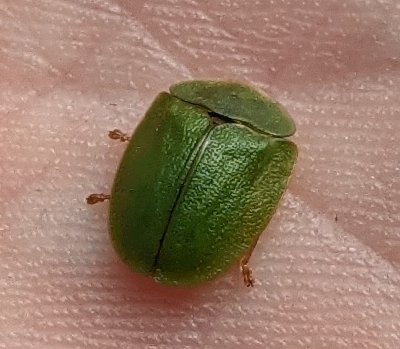 Green tortoise beetle Cassida viridis