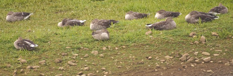 Sleeping greylags