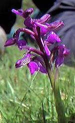 Green-winged orchid