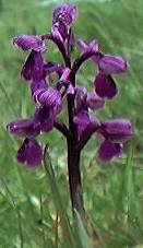 Green-winged orchid