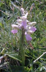 Green-winged orchid