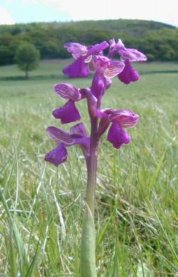Green-winged orchid