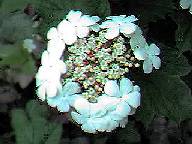 Guelder Rose