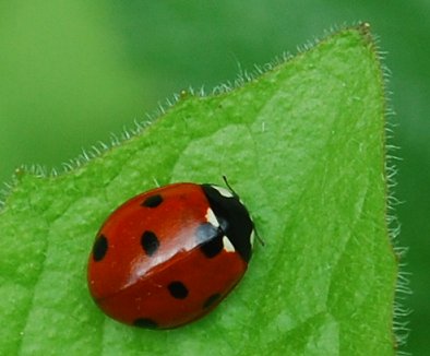 7-spot ladybird