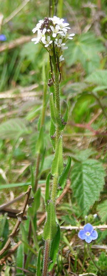 Hairy rockcress Arabis hirsuta