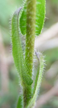 Hairy rockcress Arabis hirsuta stem detail