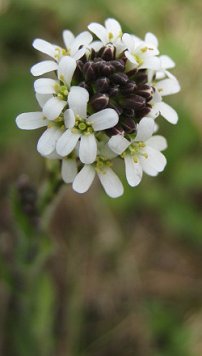 Hairy rockcress Arabis hirsuta flower detail