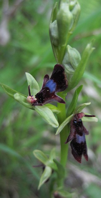 Fly orchid Ophrys insectivora detail