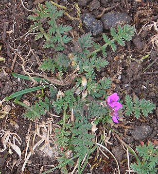 common storksbill Erodium cicutarium