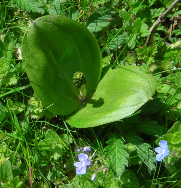 Twayblade Listera ovata in bud