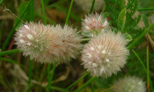 Trifolium arvense - haresfoot clover