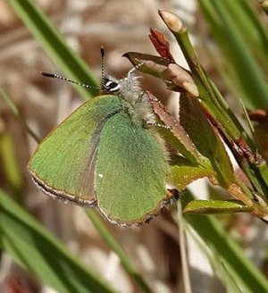 Green hairstreak