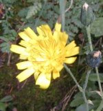 hawkweed