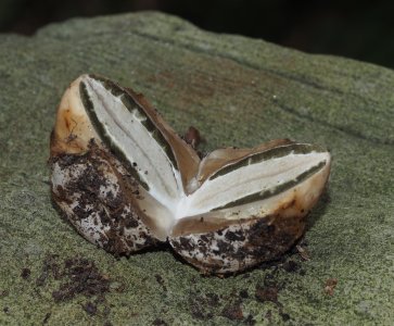 Stinkhorn 'egg'