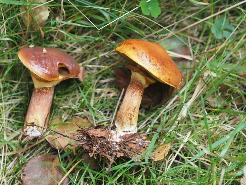 Larch Bolete