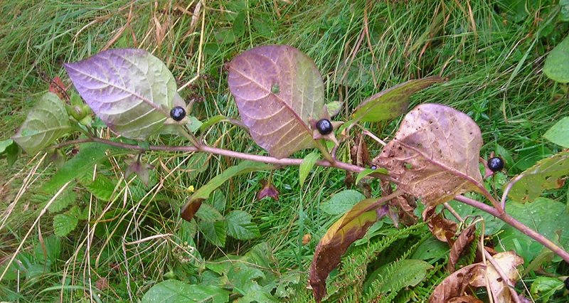 Deadly nightshade berries