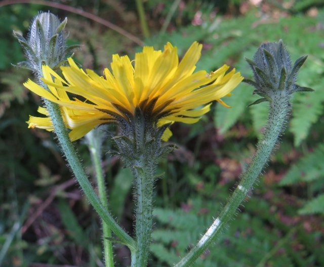 Hawkweed Oxtongue Picris hieracioides