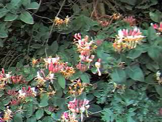 Honeysuckle