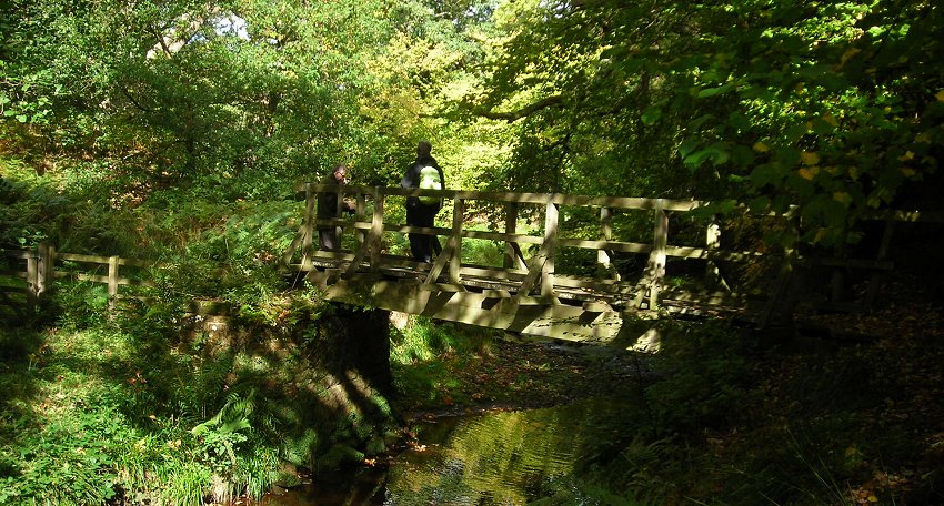 Oak woods by the river