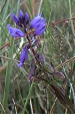 Heath Milkwort