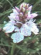 Heath Orchid