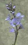 Heath Speedwell