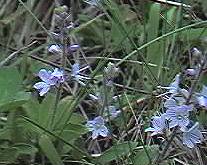 Speedwell, heath