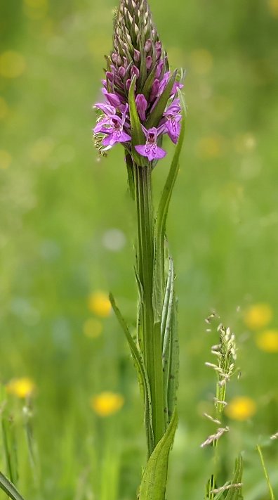 hybrid orchid