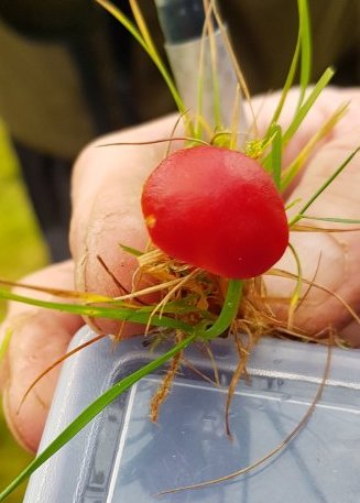 Scarlet Waxcap Hygrocybe coccinea