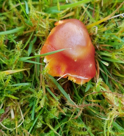 Crimson Waxcap Hygrocybe punicea