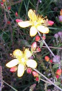 Elegant St. John's Wort