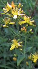 St. John's wort