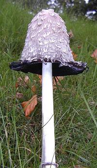 Inkcap