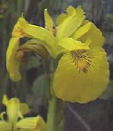 Yellow Iris