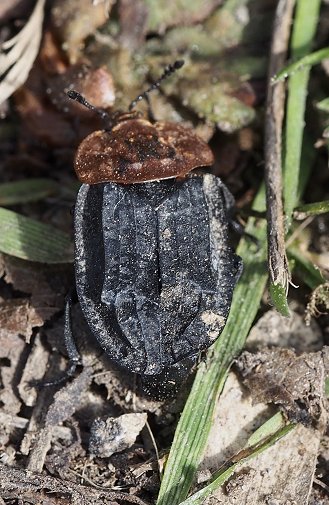 Red-breasted carrion beetle Oiceoptoma thoracicum