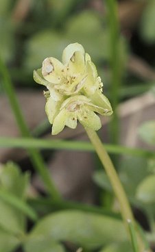 Town Hall Clock or Moschatel Adoxa moschatellina