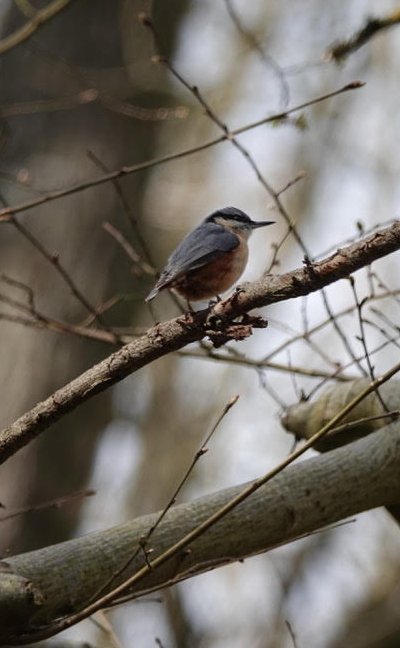 male Nuthatch