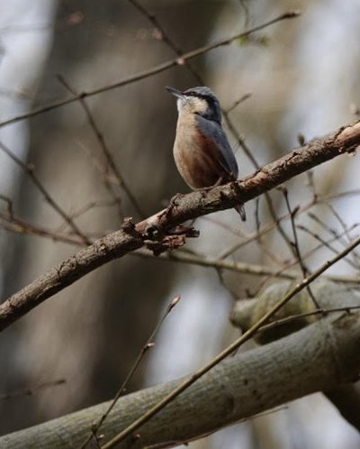 male Nuthatch