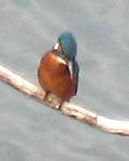 Kingfisher