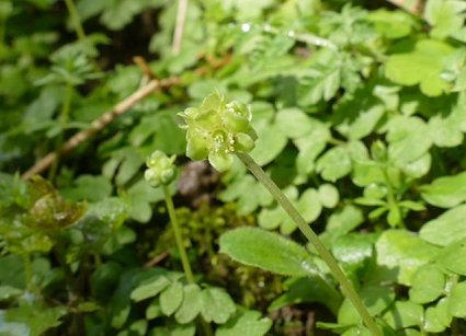 Moschatel Adoxa moschatellina