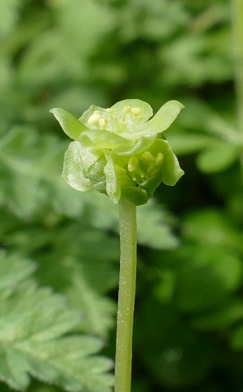 Moschatel Adoxa moschatellina detail