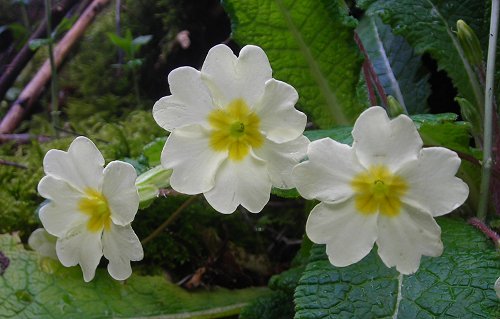 Primrose Primula vulgaris