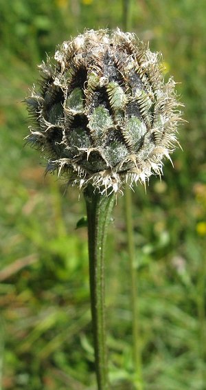 Greater knapweed bud Centaurea scabiosa