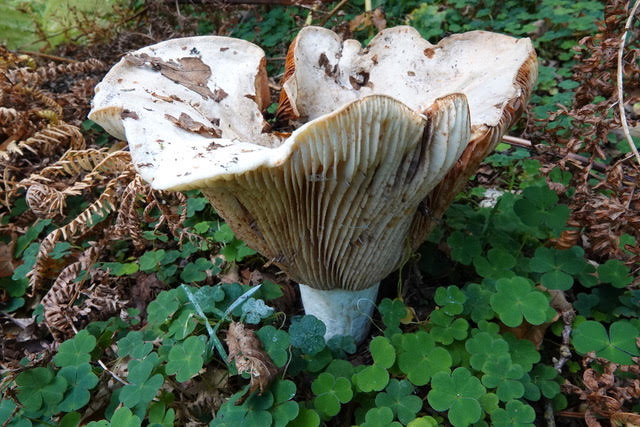 Fleecy Milkcap Lactarius vellereus