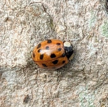 Harlequin ladybird