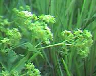 Lady’s Mantle