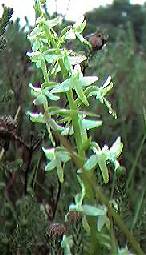Lesser Butterfly Orchid